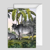 Greeting Card Water Baffolo